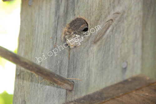 Tree frog in bird house