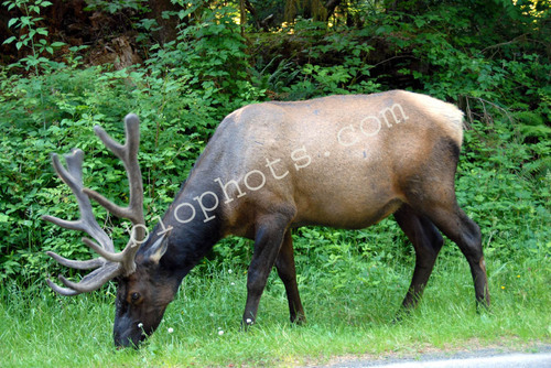 Roosevelt Elk in Rain Forest