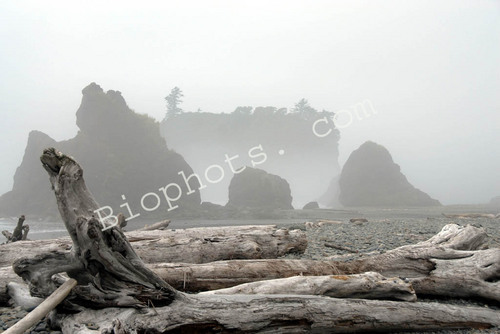 Sea Stacks at Ruby Beach Washington