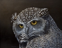 Sandy Moser - Night Owl
