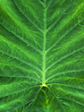 Leaf Detail Leaf%20Detail (thumbnail)