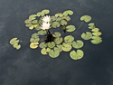 Lillypads GFS 5 Lillypads%20GFS%205 (thumbnail)
