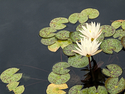 Lillypads GFS 7 Lillypads%20GFS%207 (thumbnail)