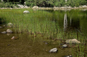 Bubble Pond I Bubble%20Pond%20I (thumbnail)