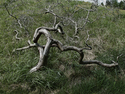 Fallen Tree II Fallen%20Tree%20II (thumbnail)