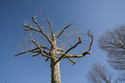 Tree / Holmdel Tree%20%2F%20Holmdel (thumbnail)