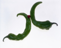 Scorpions (thumbnail)