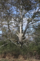 Howell Farm Birch Tree Howell%20Farm%20Birch%20Tree (thumbnail)
