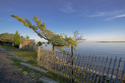 Bay Pine Bay%20Pine (thumbnail)