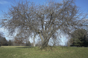 Tree/Spruce Run Tree%2FSpruce%20Run (thumbnail)