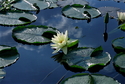 Water Lily 7 Water%20Lily%207 (thumbnail)