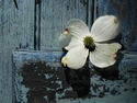 Flower%20on%20Blue%20Door (thumbnail)