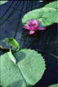 Lillypad 2 Lillypad%202 (thumbnail)