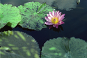 Lillypad 3 Lillypad%203 (thumbnail)