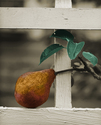 Pear%20%26Trellis (thumbnail)