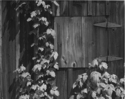 Wood%20Window%20%26%20Ivy (thumbnail)