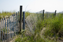 Dune Grass and Fence-Cape May Dune%20Grass%20and%20Fence-Cape%20May (thumbnail)