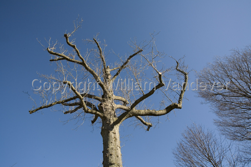 Tree%20%2F%20Holmdel (large view)