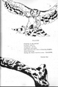 LiterarySafari1972_Falcons