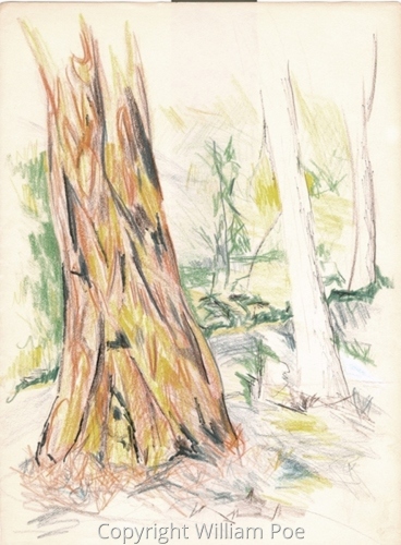 Actual Redwood 1984