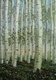 Painting--Oil-LandscapeSpring  Birches