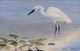 Painting--Oil-WildlifePatience