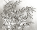 Flower%20Drawing%20%2312 (thumbnail)