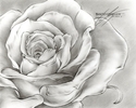 Flower%20Drawing%20%2321 (thumbnail)