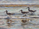 Willets%20in%20the%20Waves (thumbnail)