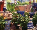 Gardener%27s%20Delight (thumbnail)