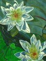 Waterlillies