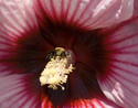 Karla Mann - Nature Photography Karla Mann, Digital Photography, Nature, Bugs, Wildlife - Nature Photography