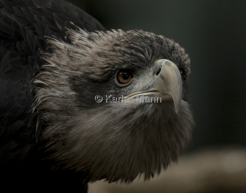 Photography-Nature-Immature Female Bald Eagle