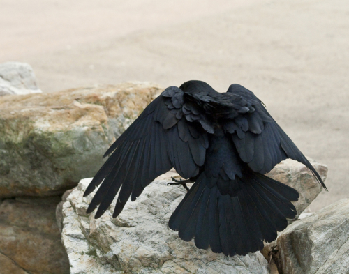 Photography-Nature-Tis  A Raven, Nothing More