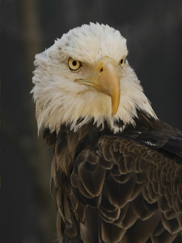 Photography-Nature-American Icon