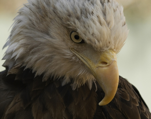 Photography-Nature-The General