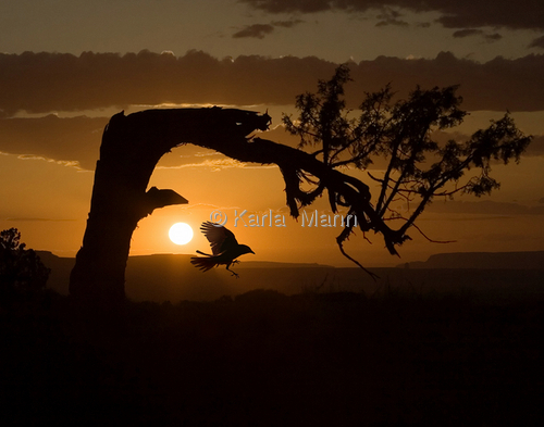 Photography-Nature-Desert Sunset