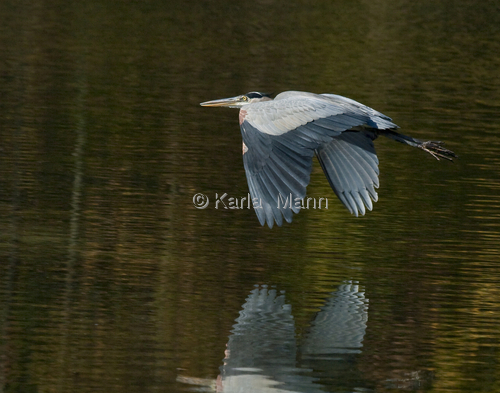 Photography-Nature-Blue Heron in Flight