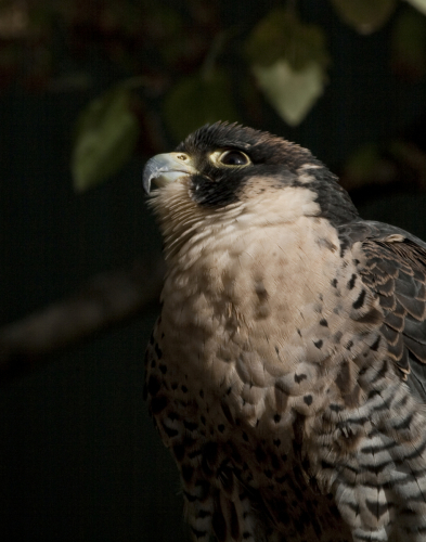 Photography-Nature-Perquin Falcon
