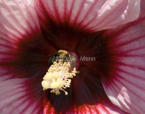 Photography-Nature-All In A Day's Work