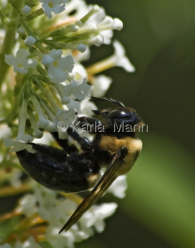 Photography-Nature-Gathering Nectar