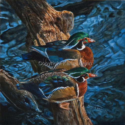 Painting-Wildlife-Sunning Wood Ducks
