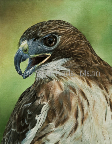 Painting-Wildlife-Yellow Tail Hawk