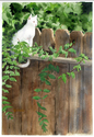 Painting--Watercolor-AnimalsWhite Cat 2