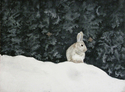 Painting--Watercolor-WildlifeBackyard Snow Bunny