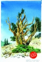 Painting--Watercolor-LandscapeBristlecone 1, Great Basin National Park