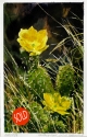 Painting--Watercolor-FloralPrickly Pear, Great Basin N.P.