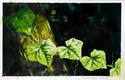 Painting--Watercolor-FloralTropical Vine