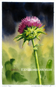 Painting--Watercolor-FloralAnderson's Thistle