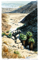 Cougar Canyon, Mojave